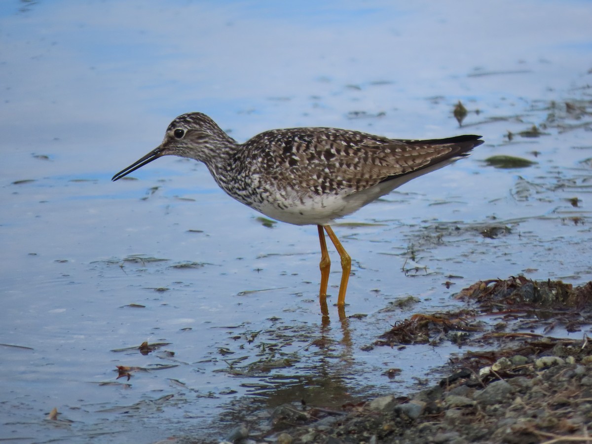 Lesser Yellowlegs - ML636706178