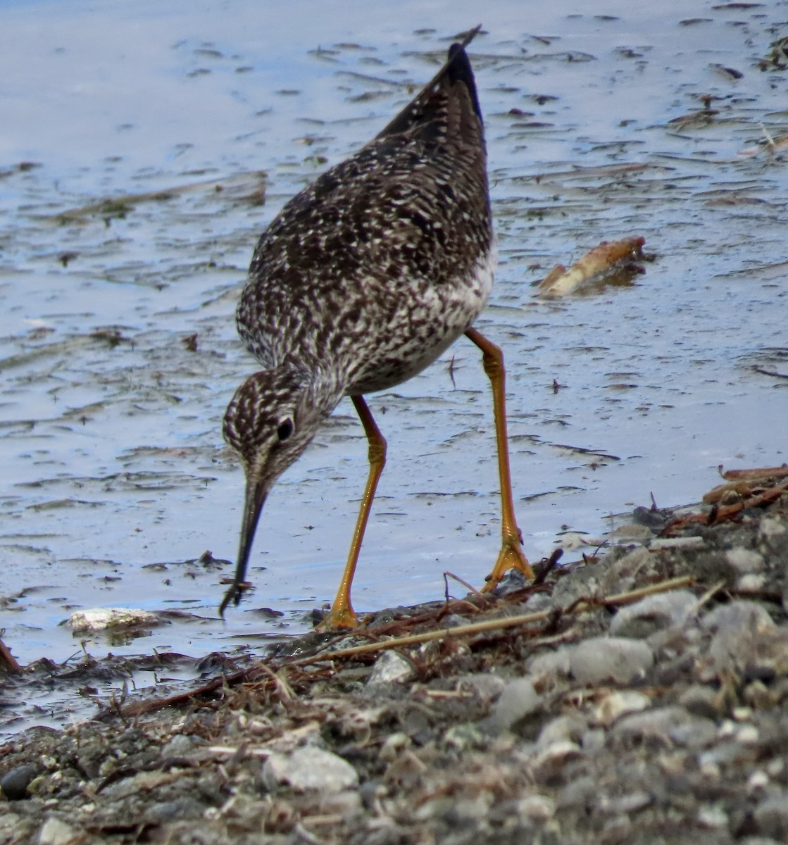 Lesser Yellowlegs - ML636706185