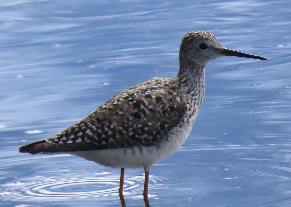 Lesser Yellowlegs - ML636706192