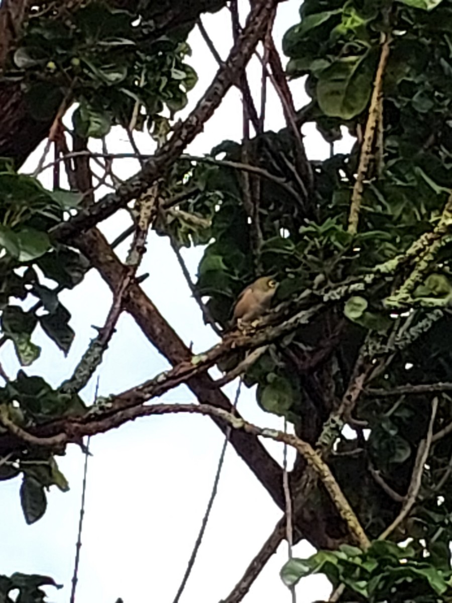 Silvereye - ML636706242