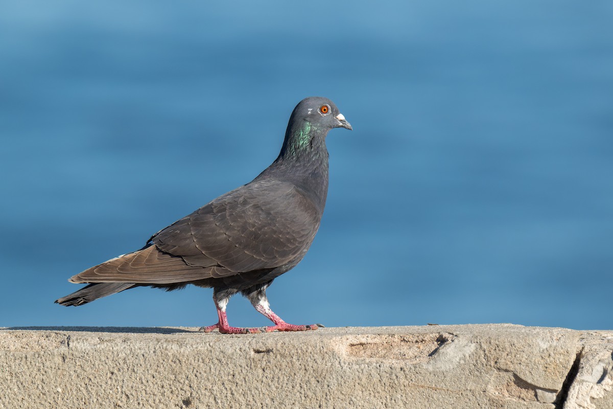 Rock Pigeon (Feral Pigeon) - Ruslan Balagansky