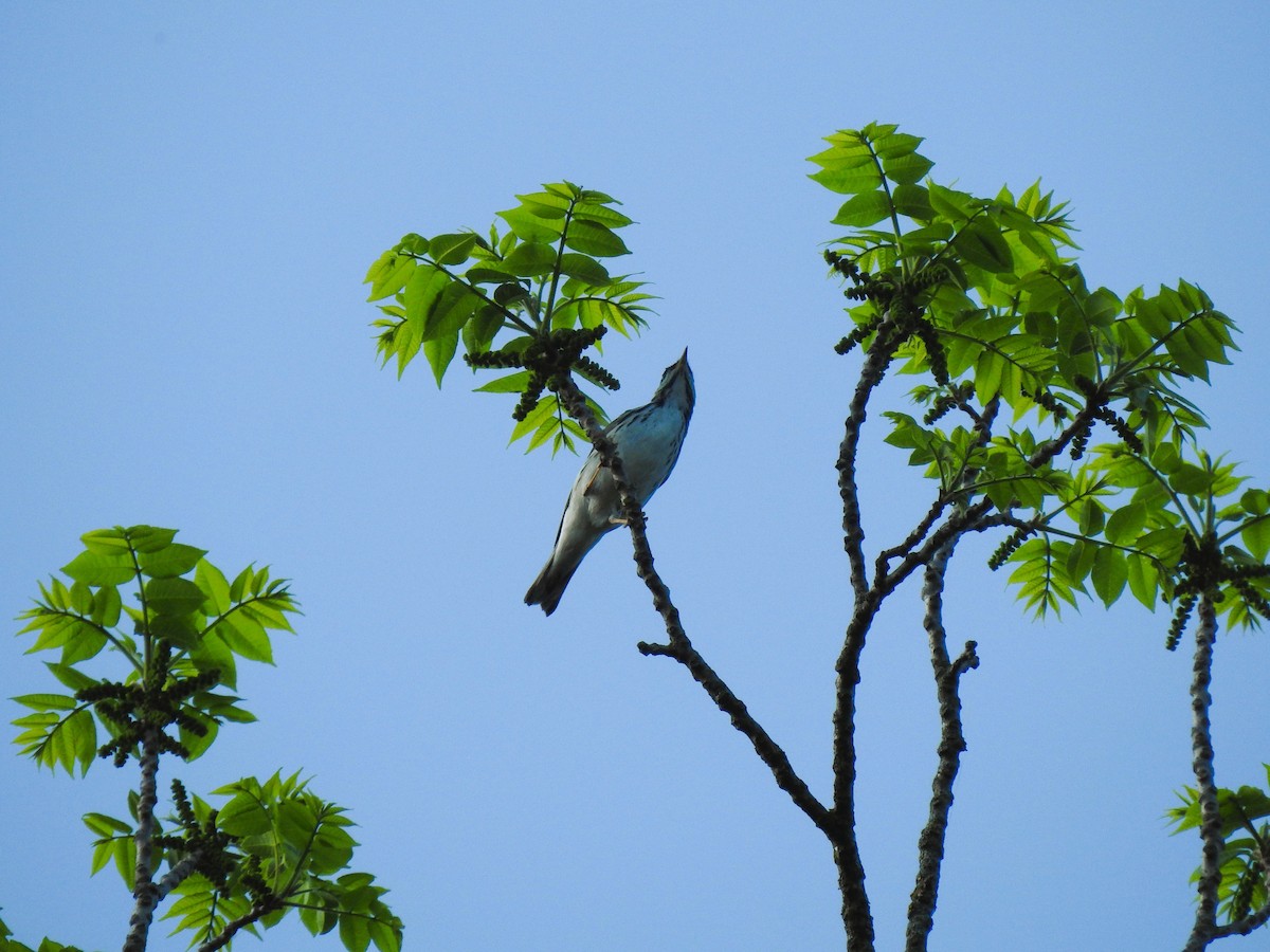 Blackpoll Warbler - ML636706293