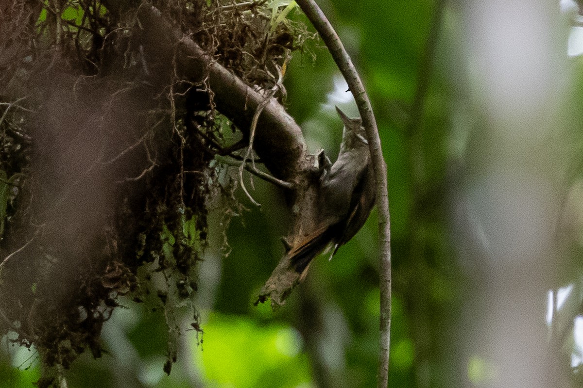 Amazonian Plain-Xenops - ML636706301