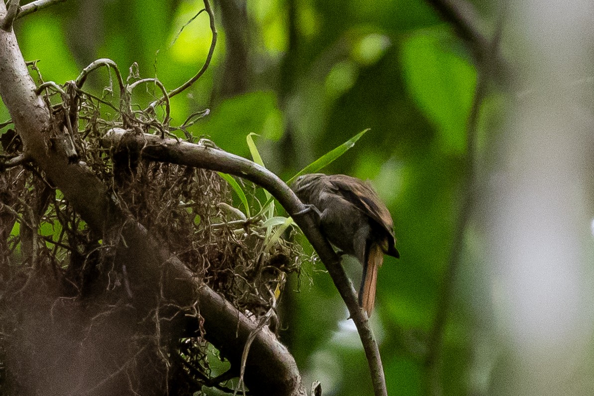 Amazonian Plain-Xenops - ML636706302