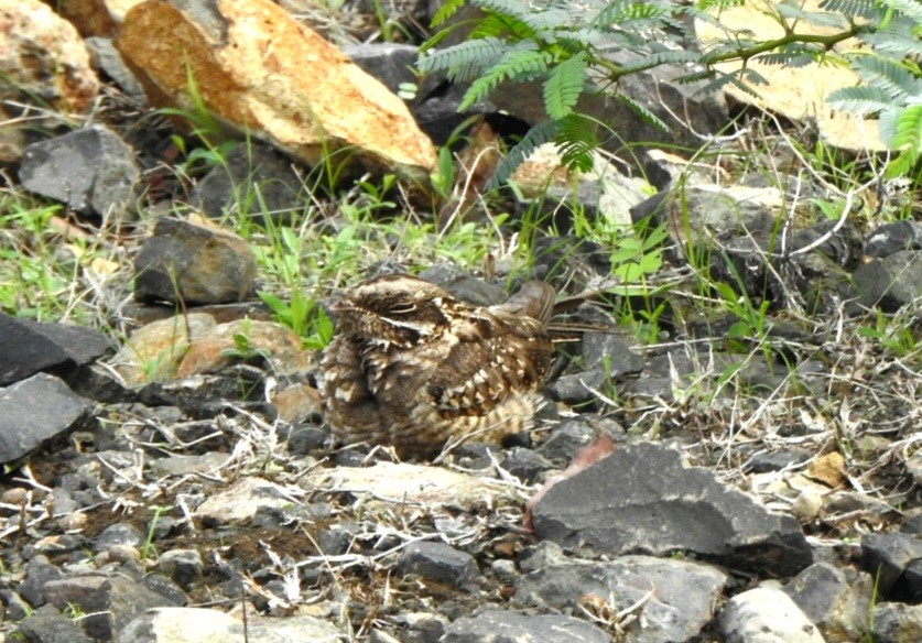 Indian Nightjar - ML636706303