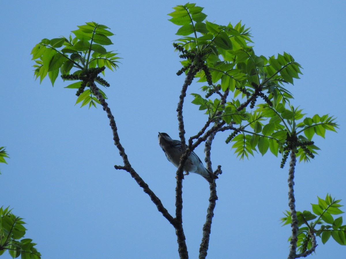 Blackpoll Warbler - ML636706311