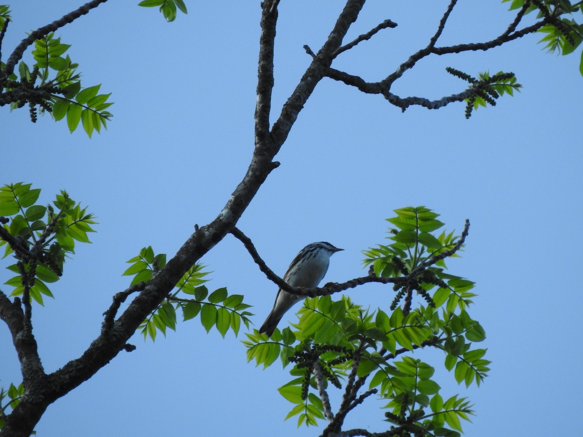 Blackpoll Warbler - ML636706312