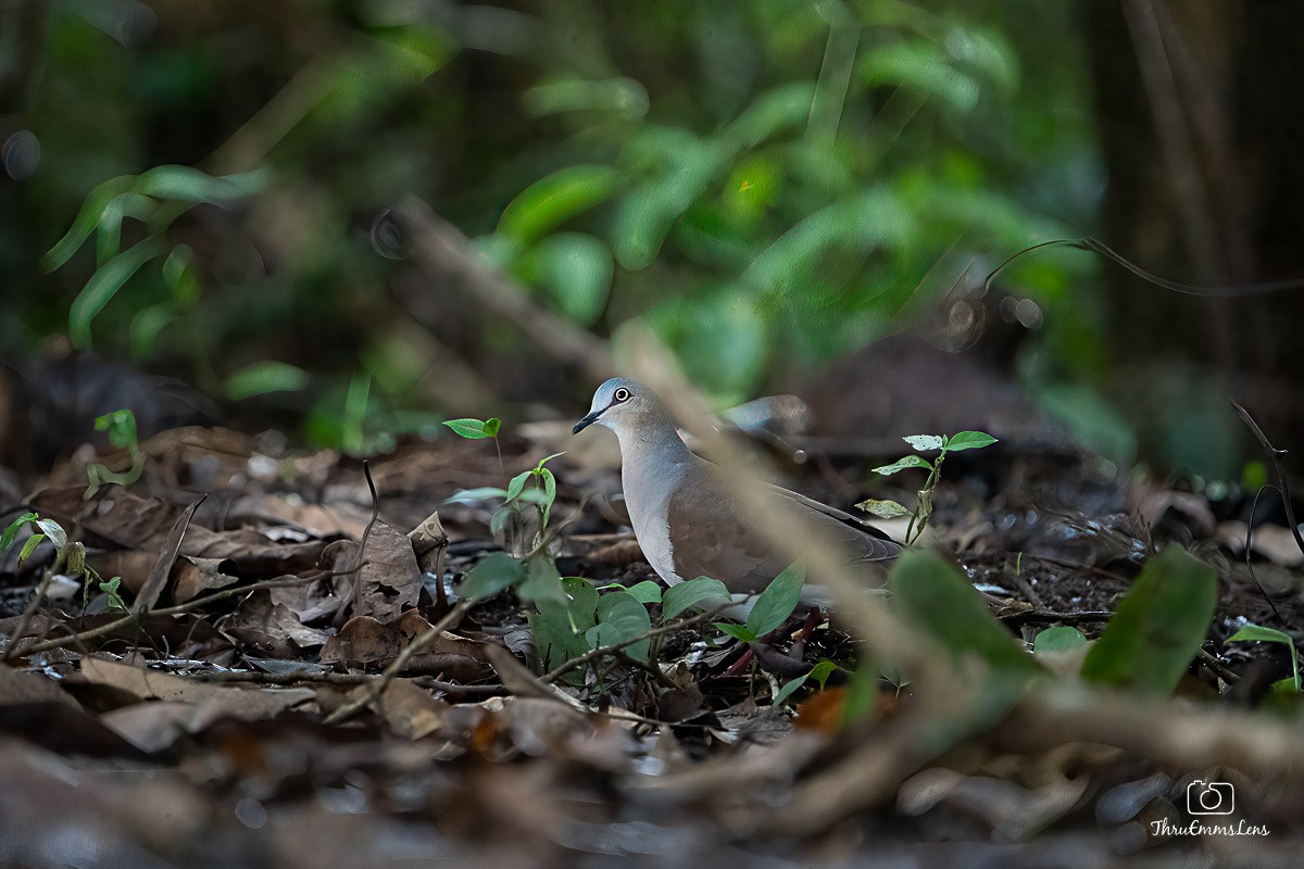 Gray-headed Dove - ML636706324