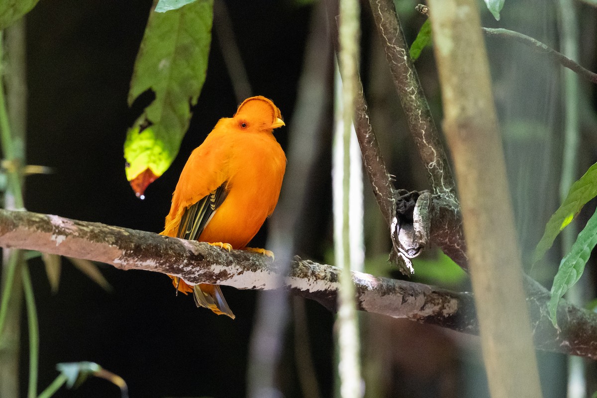 Guianan Cock-of-the-rock - ML636706341