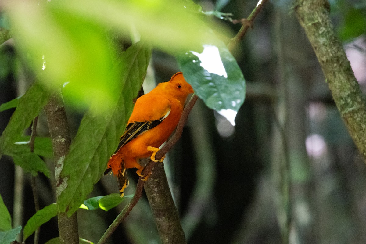 Guianan Cock-of-the-rock - ML636706342