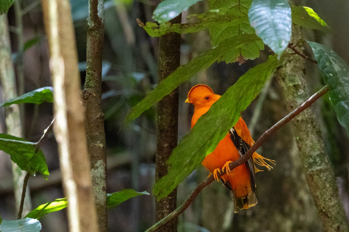 Guianan Cock-of-the-rock - ML636706344