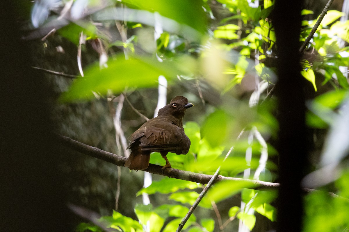 Guianan Cock-of-the-rock - ML636706347
