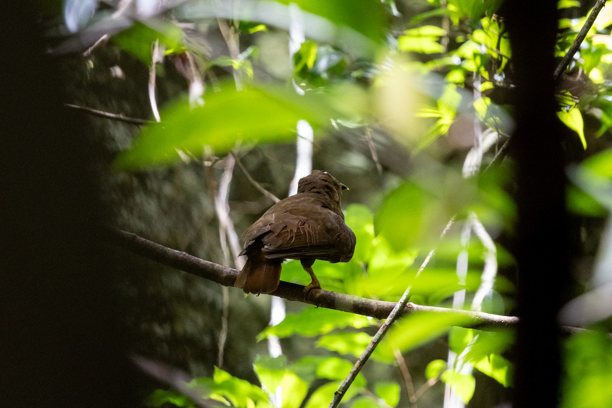 Guianan Cock-of-the-rock - ML636706348