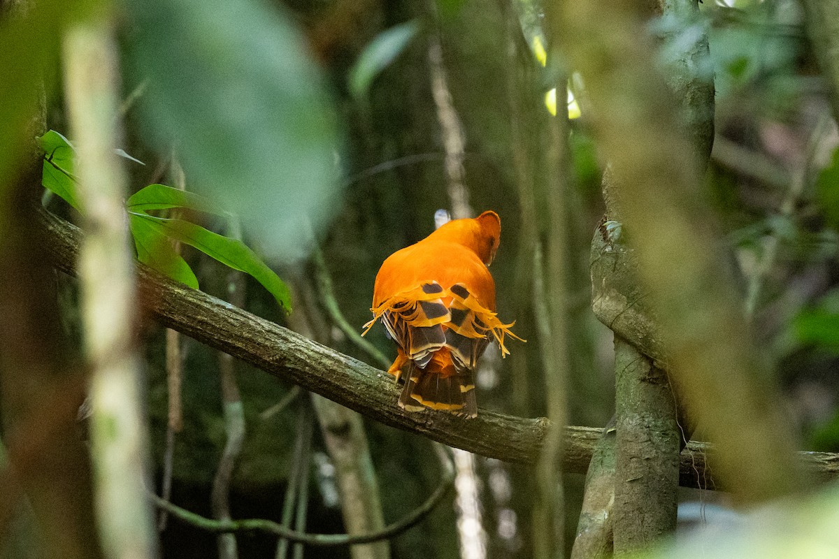 Guianan Cock-of-the-rock - ML636706349