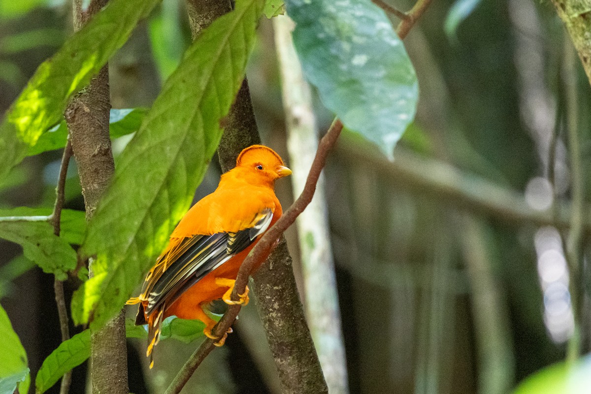 Guianan Cock-of-the-rock - ML636706350