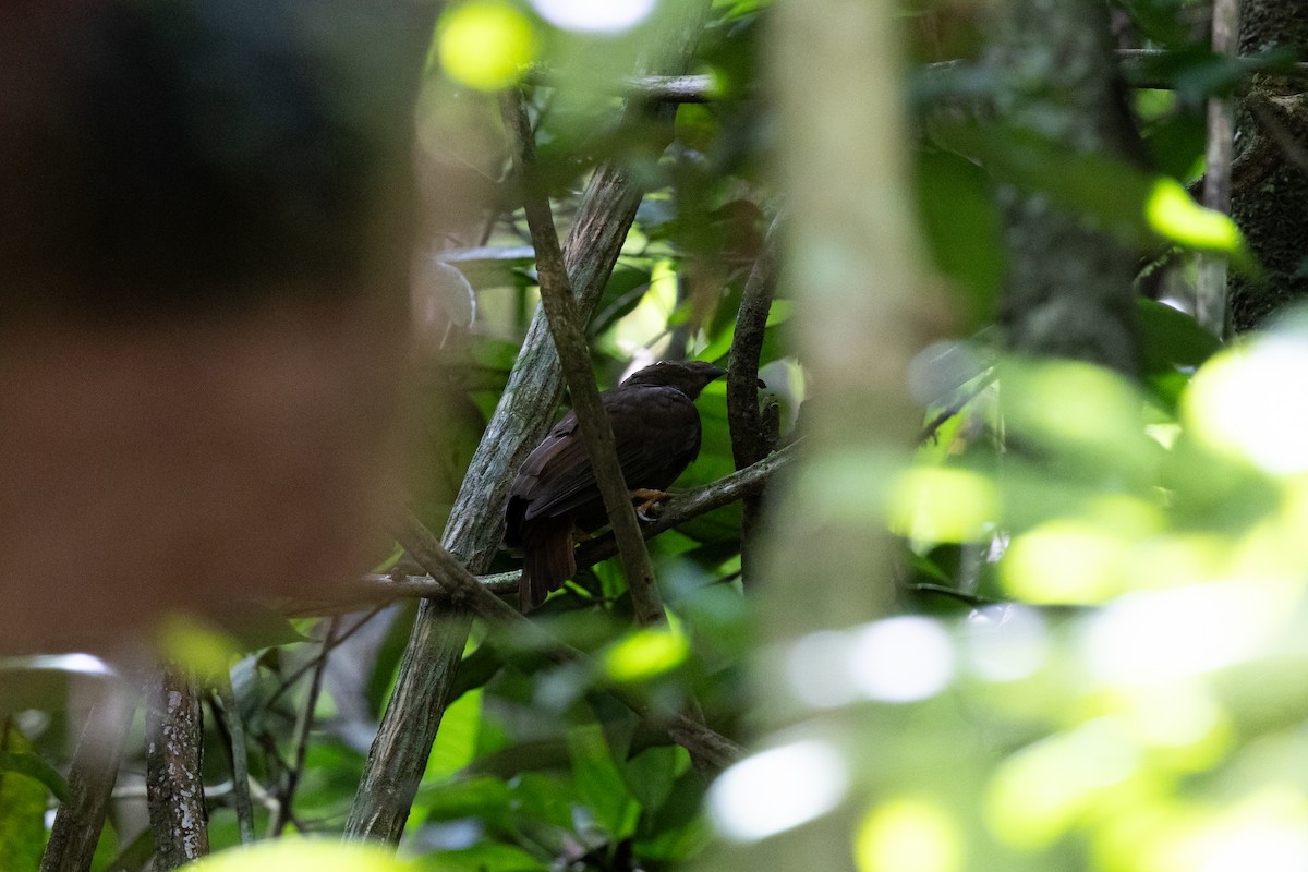 Guianan Cock-of-the-rock - ML636706351