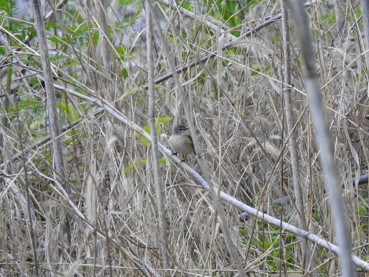 American Redstart - ML636706397