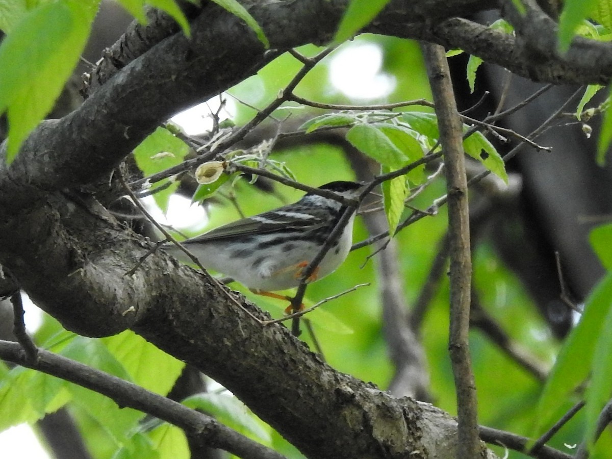 Blackpoll Warbler - ML636706466