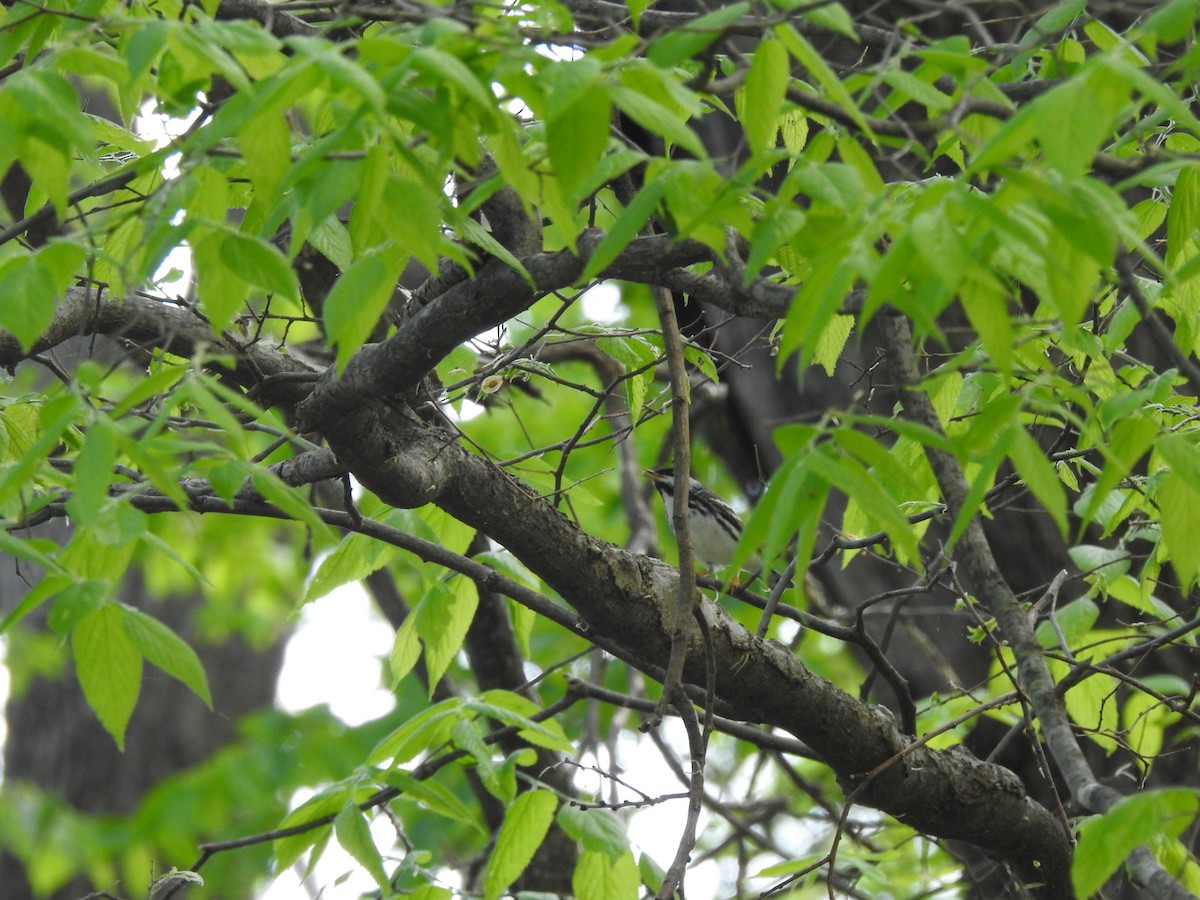 Blackpoll Warbler - ML636706467