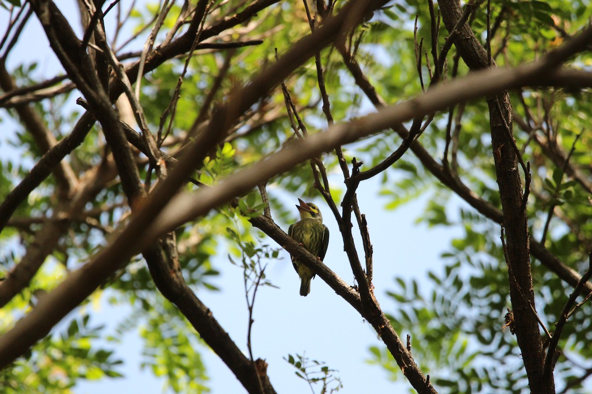 Coppersmith Barbet - ML636706519