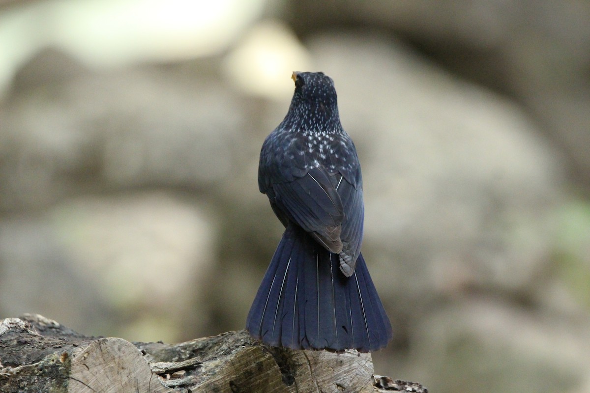 Blue Whistling-Thrush - ML636706575