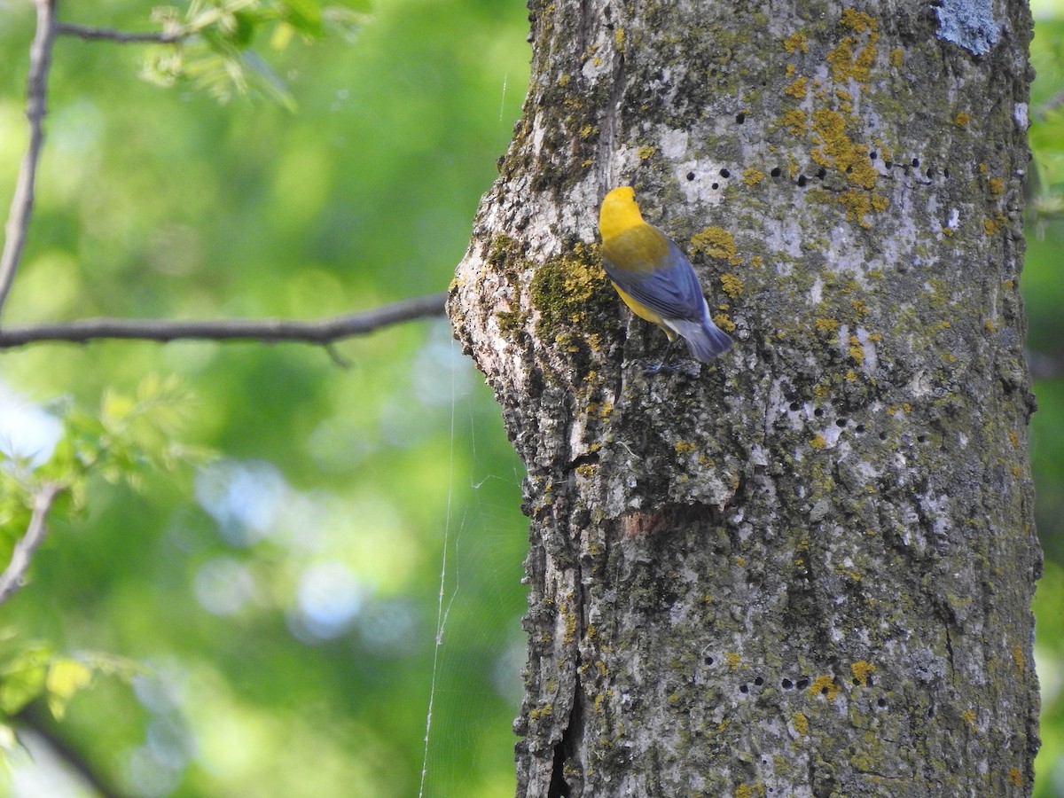 Prothonotary Warbler - ML636706590