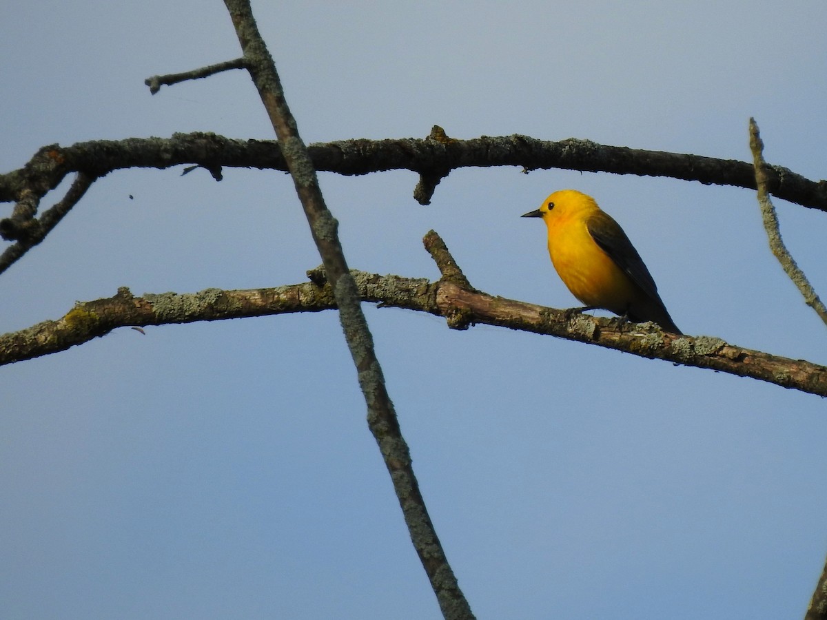 Prothonotary Warbler - ML636706591