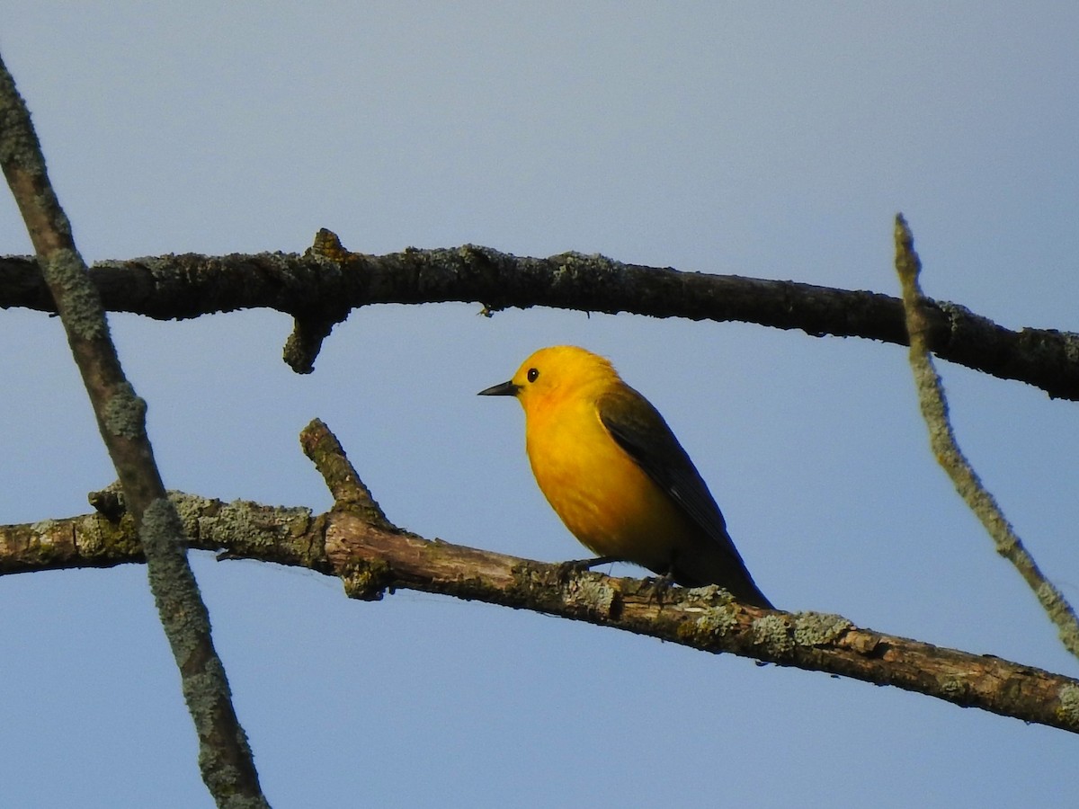 Prothonotary Warbler - ML636706592
