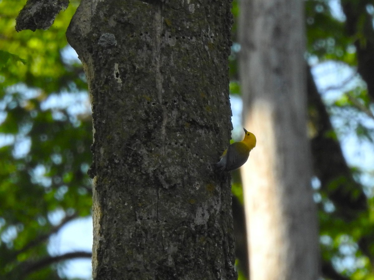 Prothonotary Warbler - ML636706593