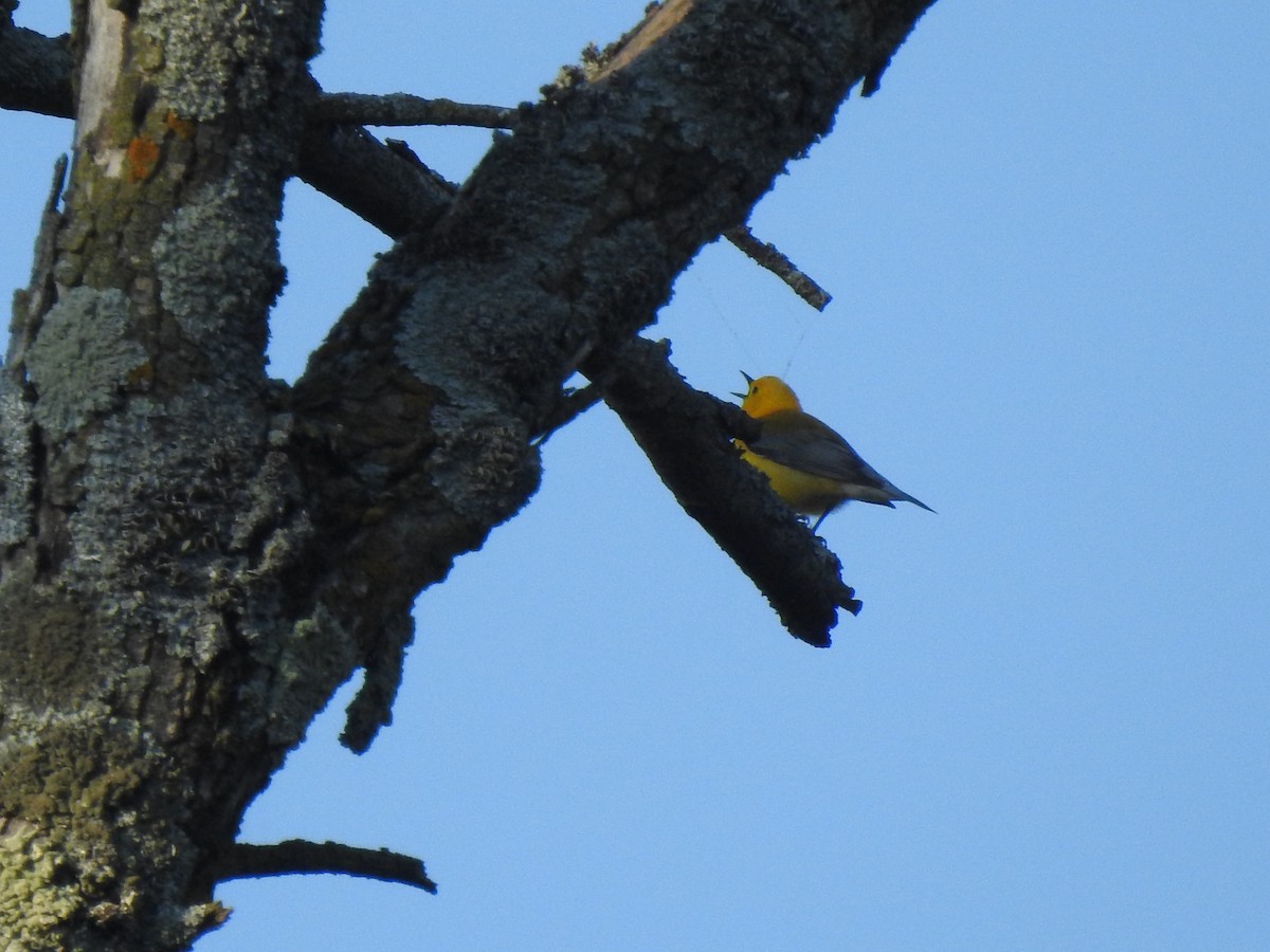 Prothonotary Warbler - ML636706594