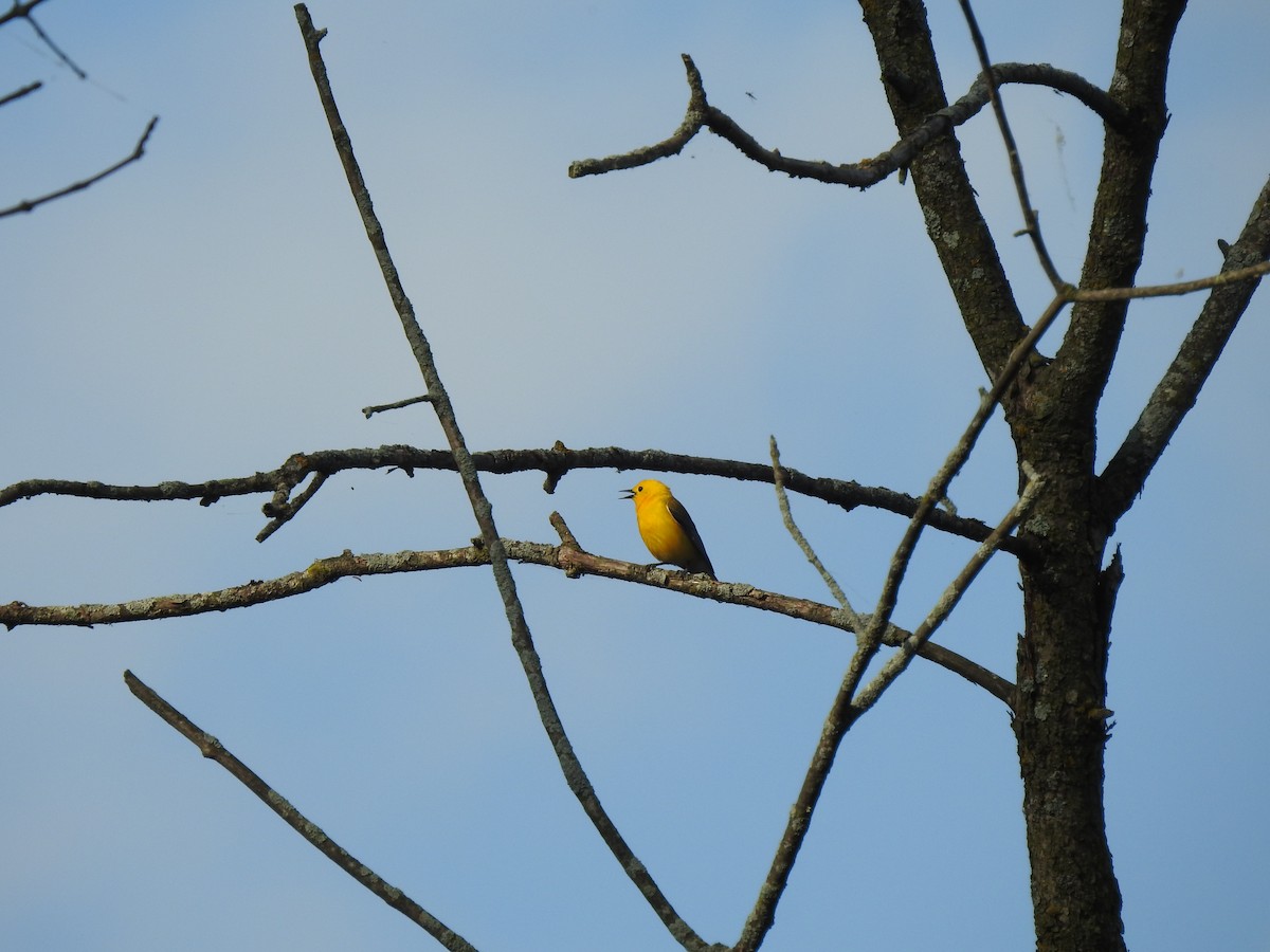 Prothonotary Warbler - ML636706595