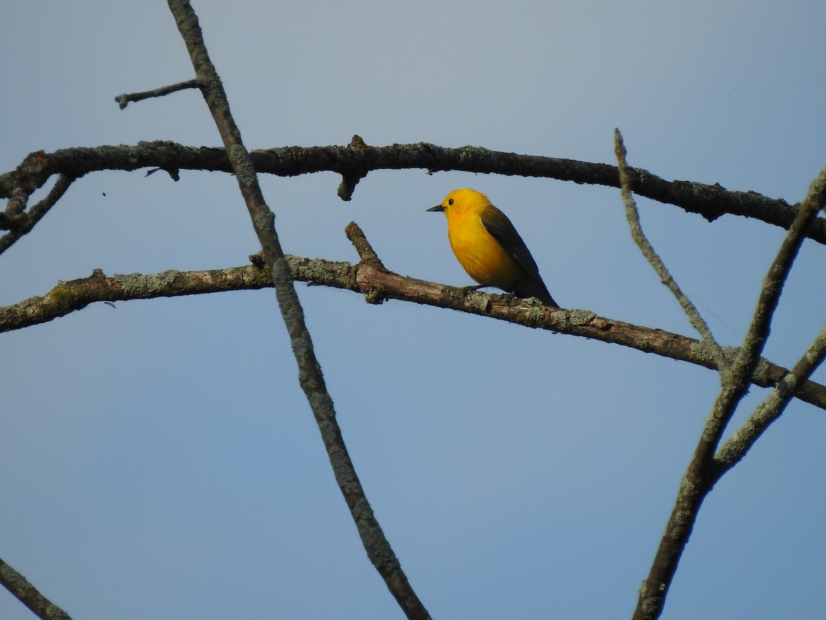 Prothonotary Warbler - ML636706596