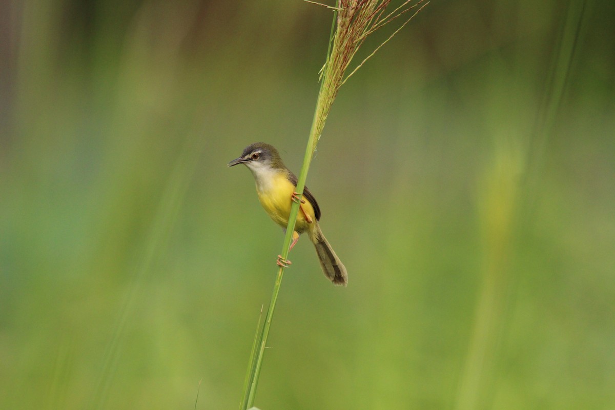Yellow-bellied Prinia - ML636706615