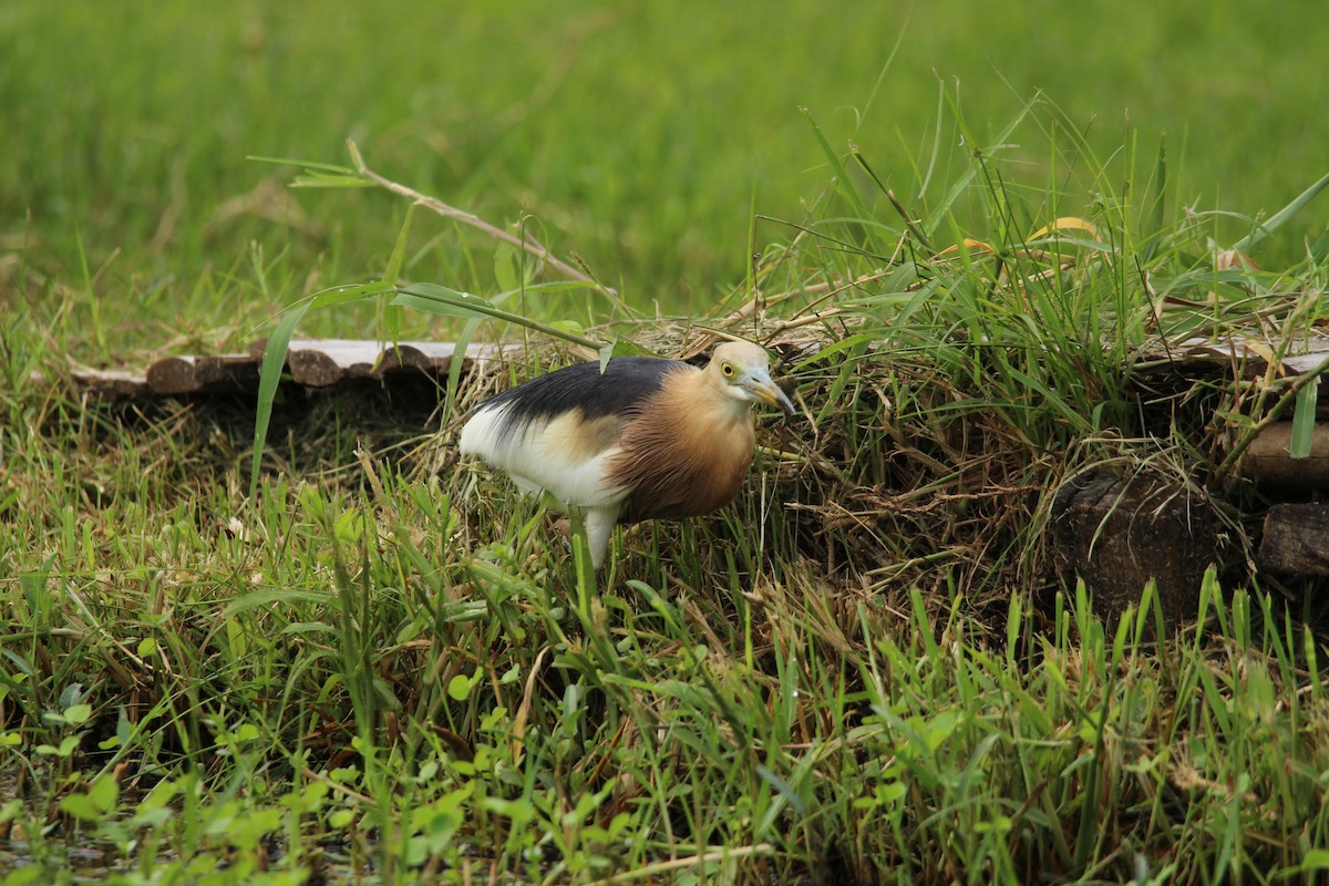 Javan Pond-Heron - ML636706658