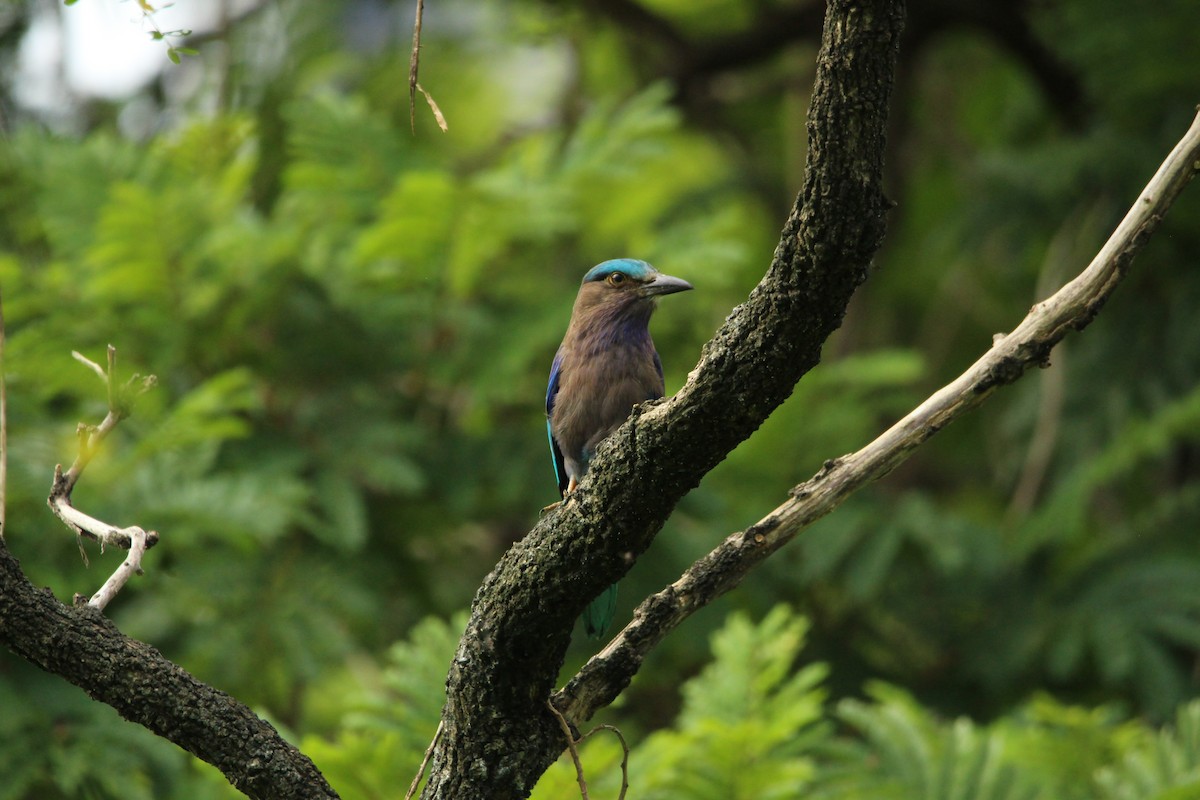 Indochinese Roller - ML636706669