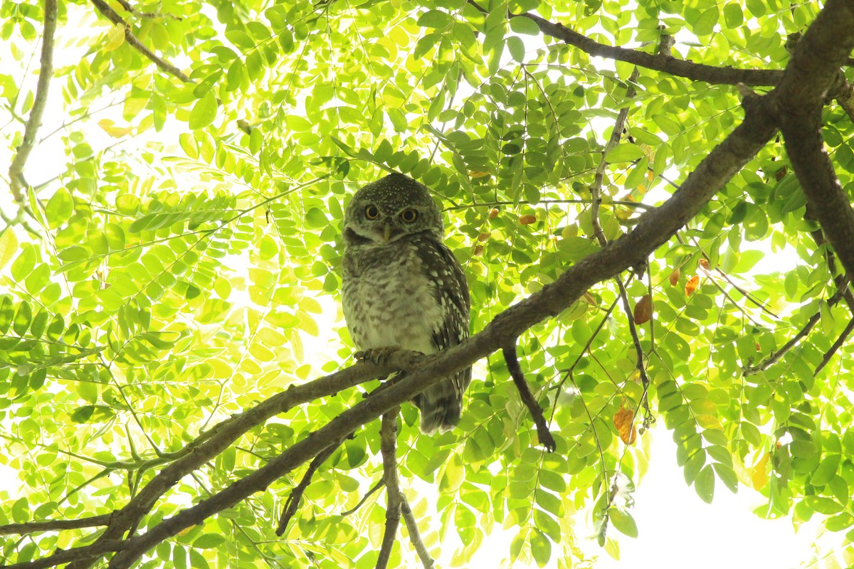 Spotted Owlet - ML636706701