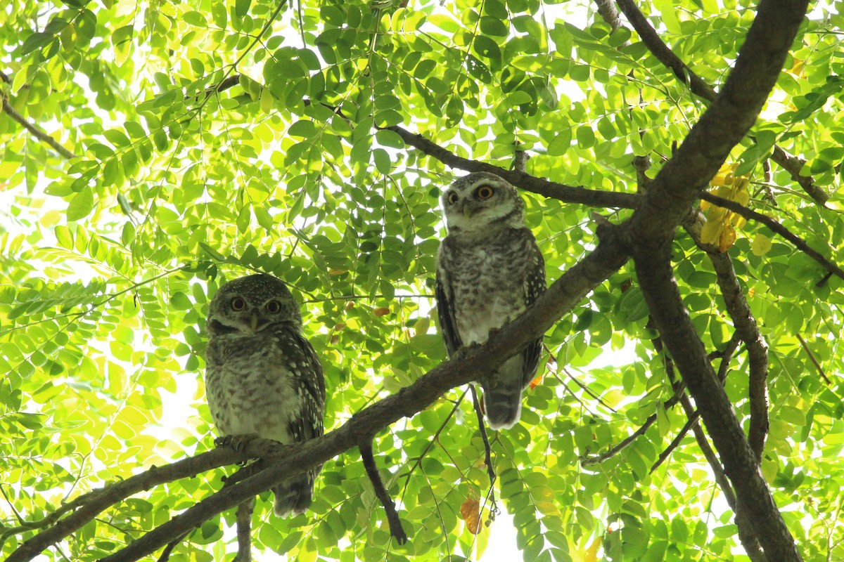 Spotted Owlet - ML636706711