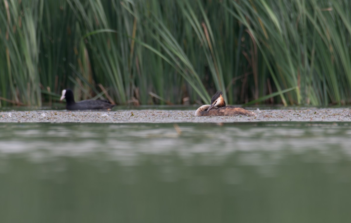 Great Crested Grebe - Haodong Wu