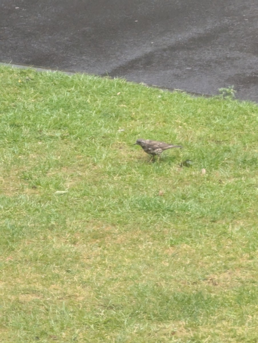 Mistle Thrush - ML636706730