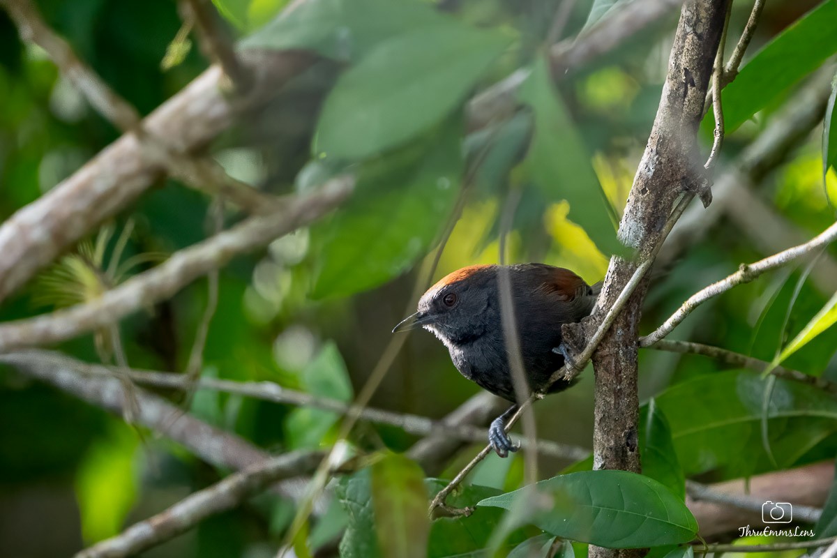 Slaty Spinetail - ML636706732