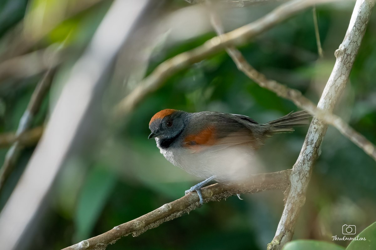 Slaty Spinetail - ML636706735