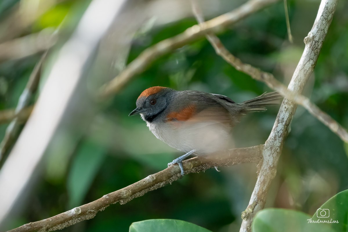 Slaty Spinetail - ML636706736