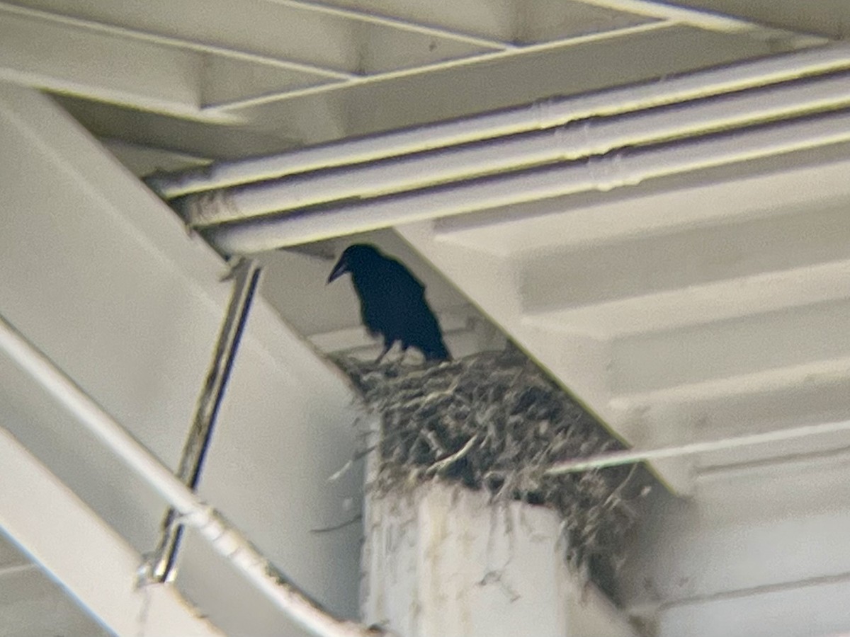 Common Raven - ML636706755