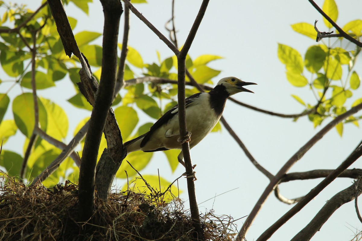 Black-collared Starling - ML636706807