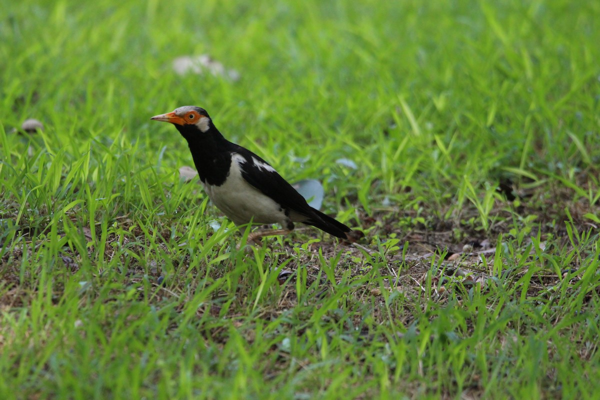 Siamese Pied Starling - ML636706820