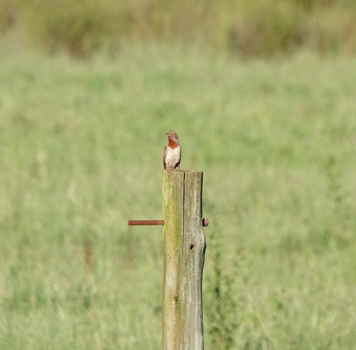 Red-throated Wryneck - ML636706821