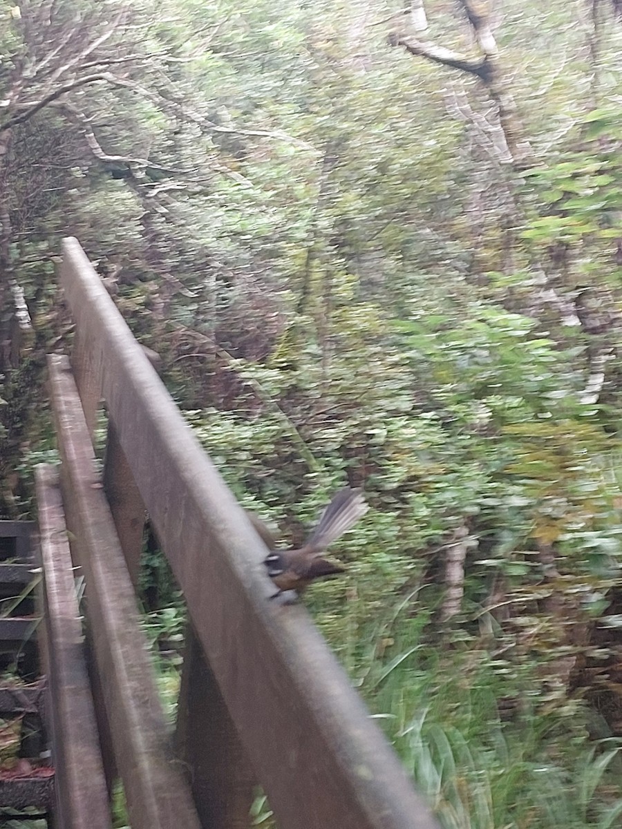 New Zealand Fantail - ML636706851