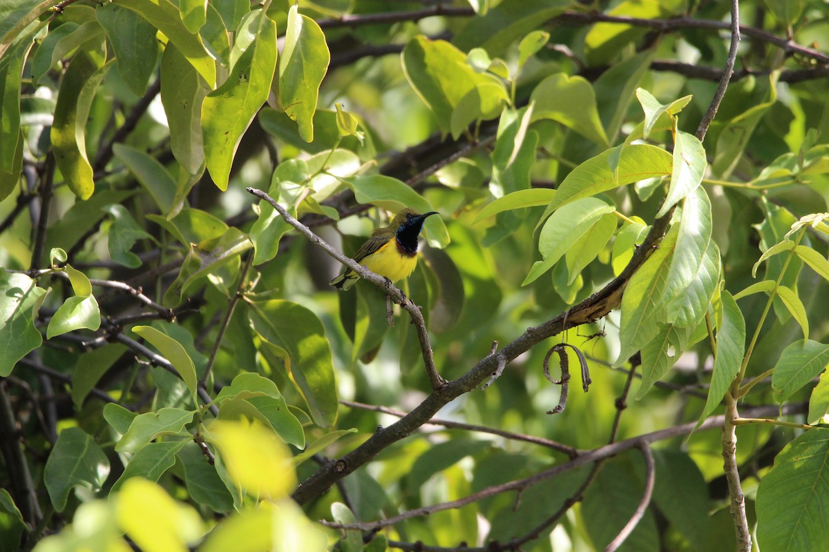 Ornate Sunbird - ML636706861