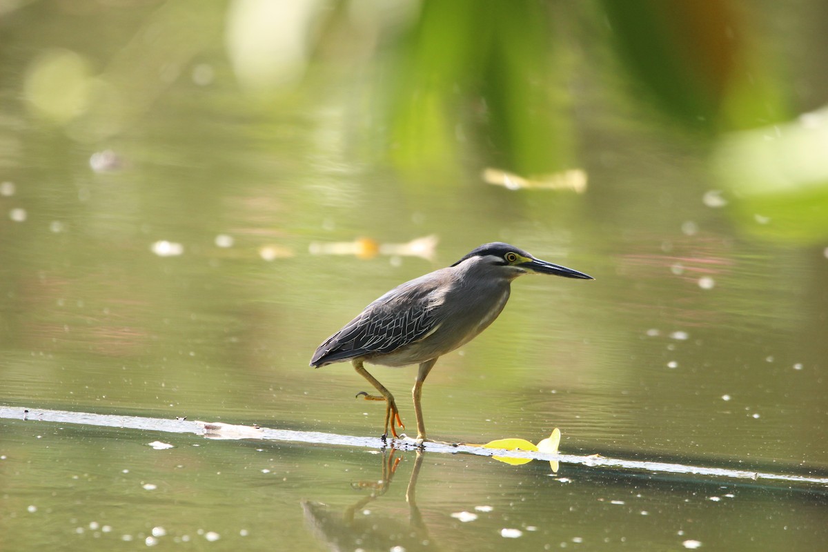 Little Heron - ML636706912