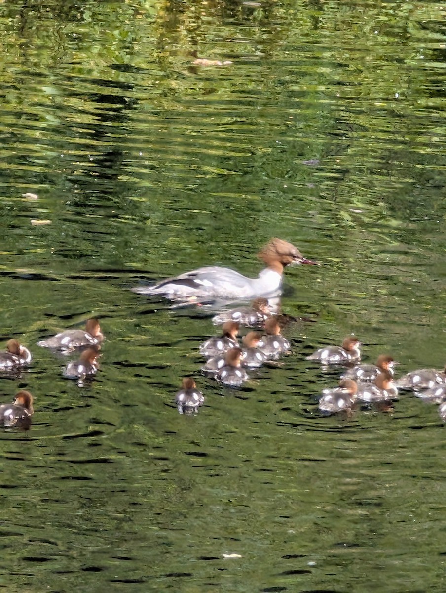 Common Merganser - ML636706919
